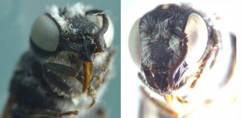 Réf. 244 830 : Heriades crenulata
